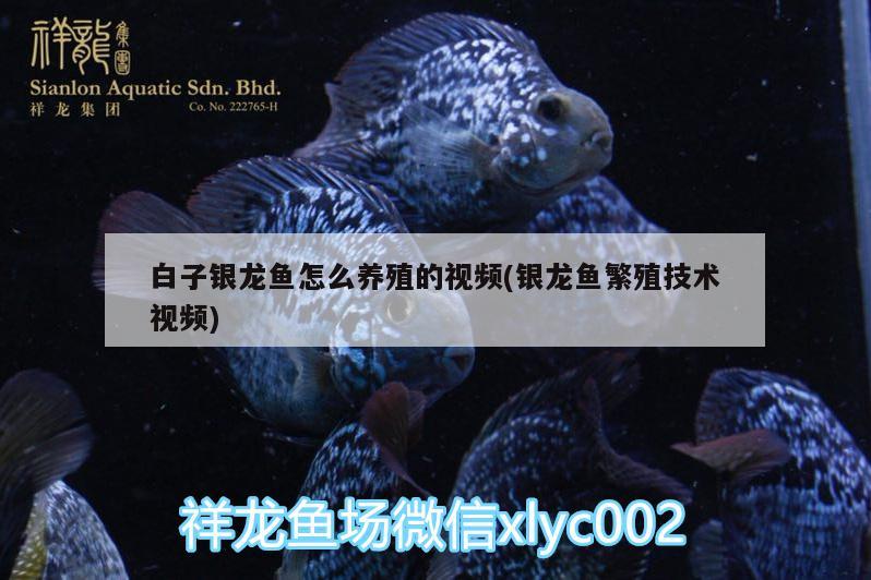 白子銀龍魚怎么養(yǎng)殖的視頻(銀龍魚繁殖技術視頻) 銀龍魚