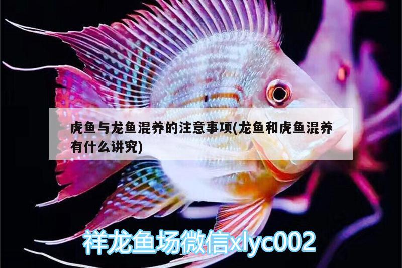 虎魚與龍魚混養(yǎng)的注意事項(龍魚和虎魚混養(yǎng)有什么講究) 虎魚百科