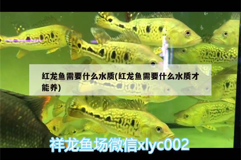 紅龍魚需要什么水質(zhì)(紅龍魚需要什么水質(zhì)才能養(yǎng))