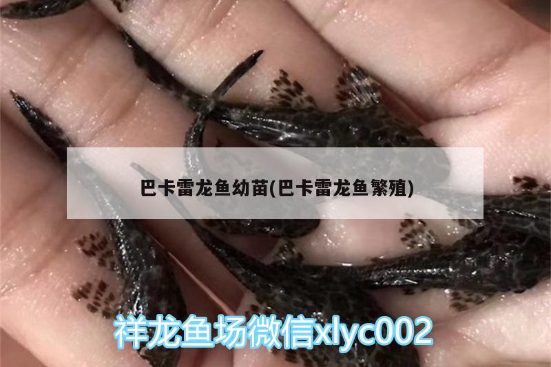 巴卡雷龍魚幼苗(巴卡雷龍魚繁殖) 巴卡雷龍魚