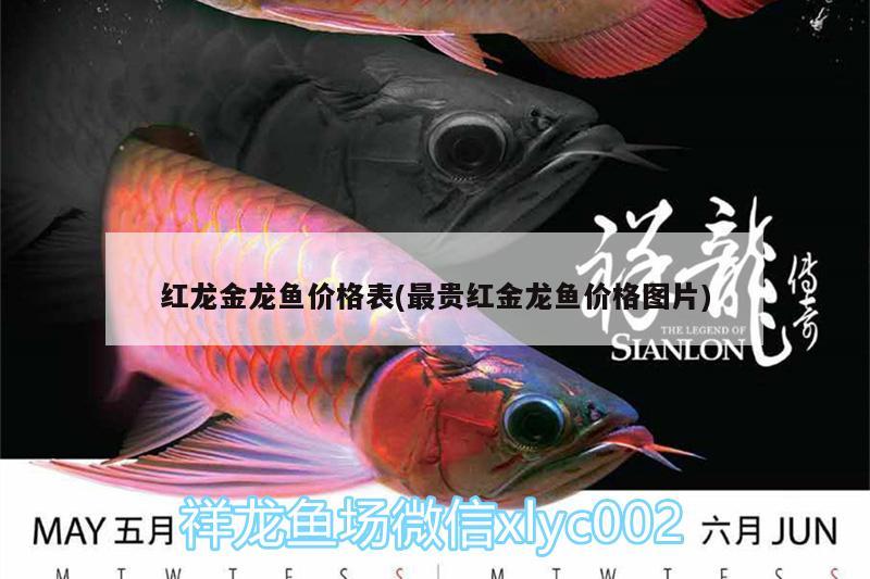 紅龍金龍魚(yú)價(jià)格表(最貴紅金龍魚(yú)價(jià)格圖片)