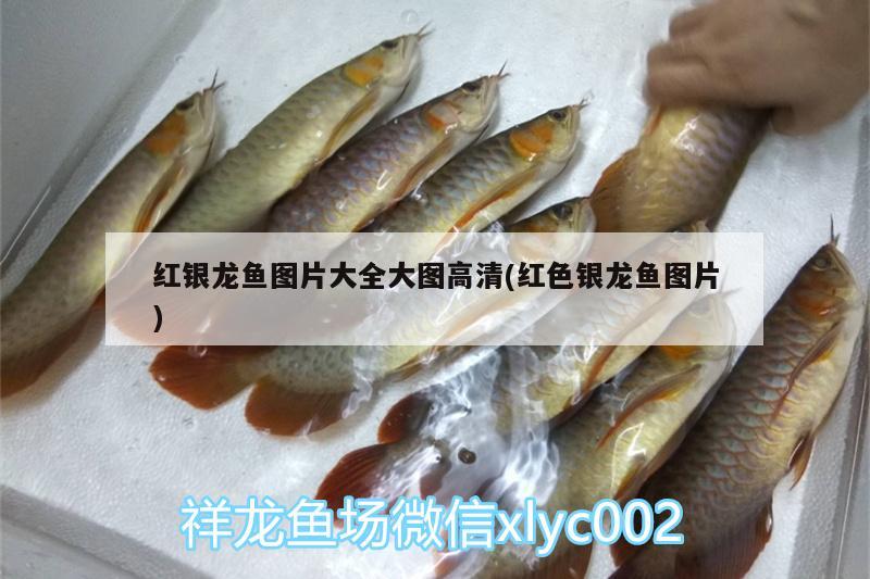 請(qǐng)指教一下 狗頭魚(yú) 第3張