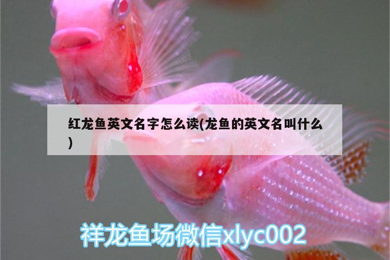 紅龍魚英文名字怎么讀(龍魚的英文名叫什么)