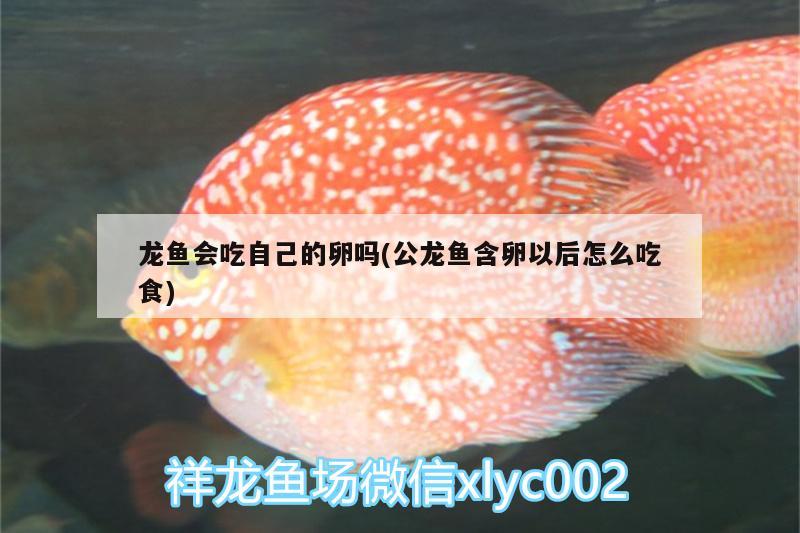 龍魚(yú)會(huì)吃自己的卵嗎(公龍魚(yú)含卵以后怎么吃食) 元寶鳳凰魚(yú)專用魚(yú)糧