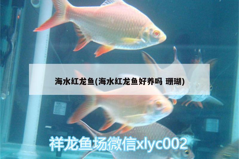 海水紅龍魚(yú)(海水紅龍魚(yú)好養(yǎng)嗎珊瑚) 三間鼠魚(yú)