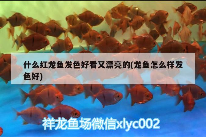 什么紅龍魚發(fā)色好看又漂亮的(龍魚怎么樣發(fā)色好)