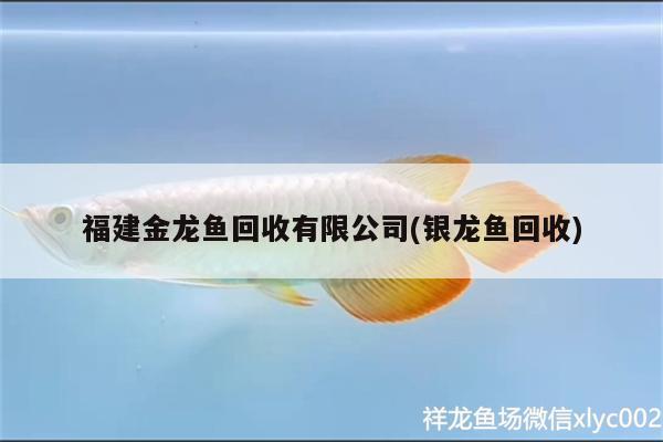 福建金龍魚回收有限公司(銀龍魚回收) 銀龍魚