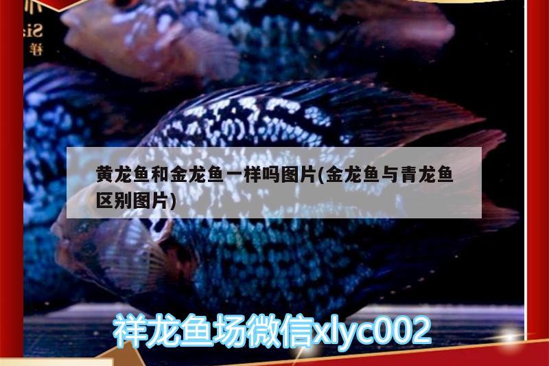 人越來越懶了但換水洗棉喂魚還是要持之以恆 熊貓異形魚L46 第2張