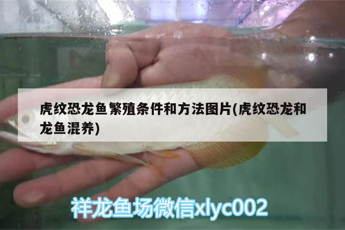 虎紋恐龍魚繁殖條件和方法圖片(虎紋恐龍和龍魚混養(yǎng))