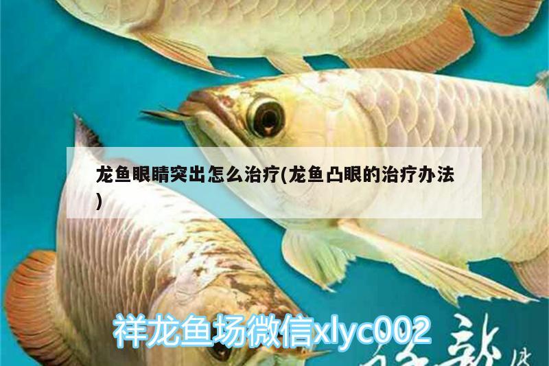 魚(yú)缸背景選擇（魚(yú)缸背景哪種最好）