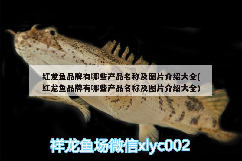 金龍魚視頻在線播放（金龍魚視頻在線播放免費觀看） 觀賞魚 第3張