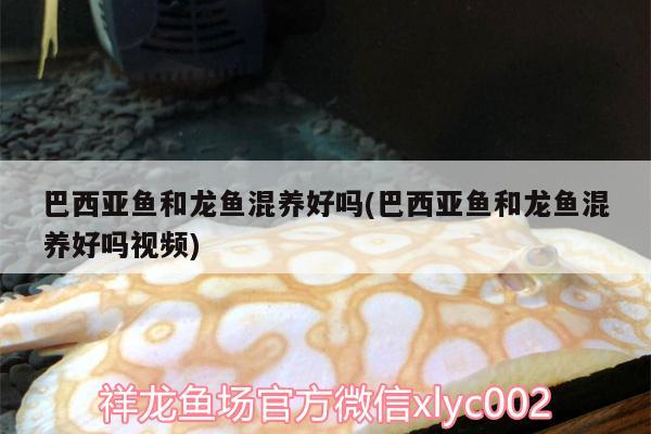 巴西亞魚和龍魚混養(yǎng)好嗎(巴西亞魚和龍魚混養(yǎng)好嗎視頻)