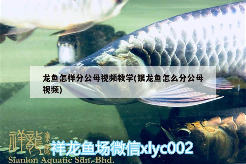 龍魚(yú)怎樣分公母視頻教學(xué)(銀龍魚(yú)怎么分公母視頻)