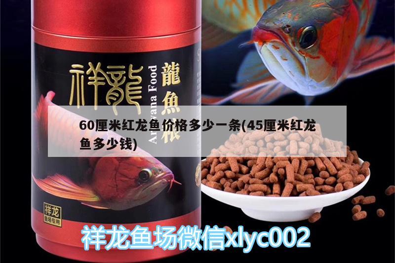 60厘米紅龍魚價(jià)格多少一條(45厘米紅龍魚多少錢) 狗頭魚