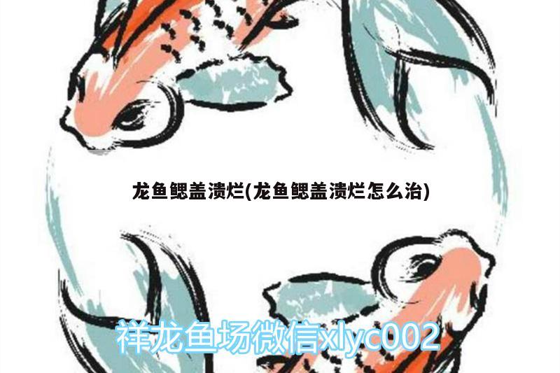 龍魚鰓蓋潰爛(龍魚鰓蓋潰爛怎么治) 麥肯斯銀版魚