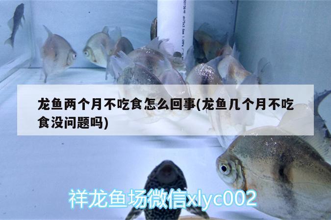 龍魚(yú)兩個(gè)月不吃食怎么回事(龍魚(yú)幾個(gè)月不吃食沒(méi)問(wèn)題嗎)