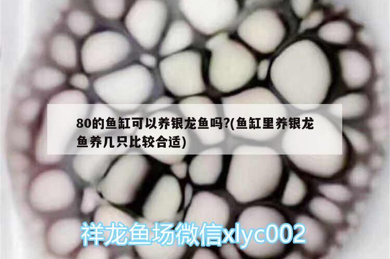 80的魚缸可以養(yǎng)銀龍魚嗎?(魚缸里養(yǎng)銀龍魚養(yǎng)幾只比較合適)