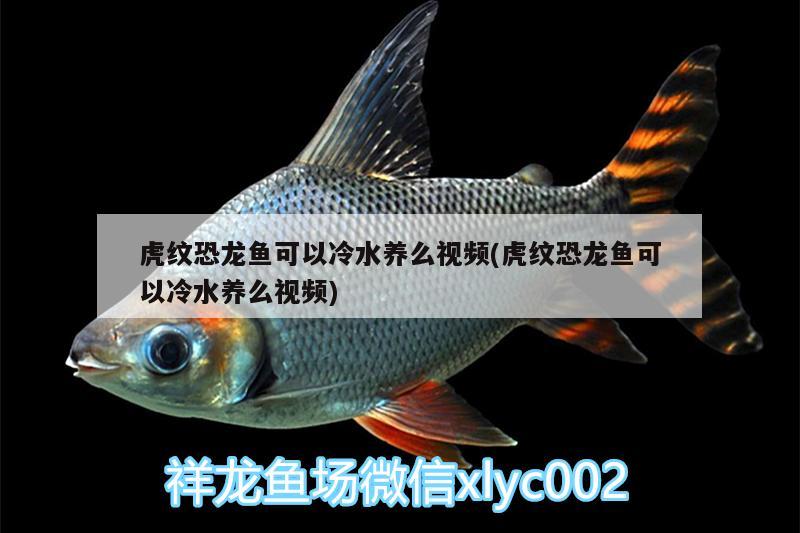 虎紋恐龍魚(yú)可以冷水養(yǎng)么視頻(虎紋恐龍魚(yú)可以冷水養(yǎng)么視頻)