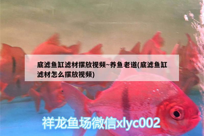 底濾魚缸濾材擺放視頻~養(yǎng)魚老道(底濾魚缸濾材怎么擺放視頻)