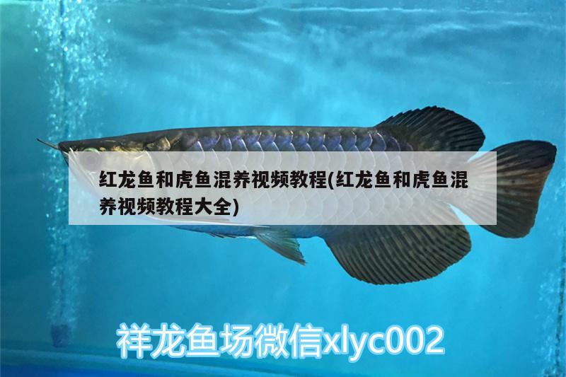 賣魚缸的店鋪名字大全集：賣魚缸的地方叫什么