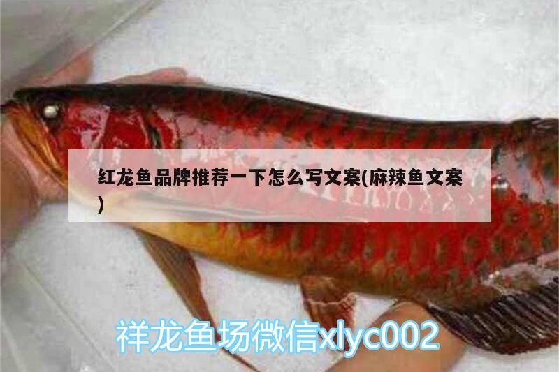 內江水族館算得上黃曉明嗎？ 喂食器 第3張