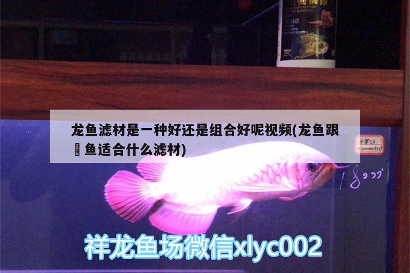 龍魚(yú)濾材是一種好還是組合好呢視頻(龍魚(yú)跟魟魚(yú)適合什么濾材)