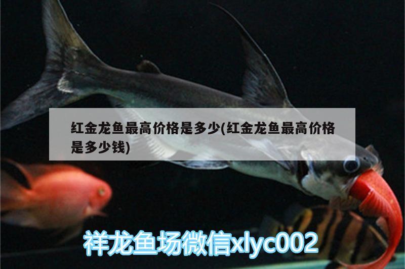 紅金龍魚最高價格是多少(紅金龍魚最高價格是多少錢) 七彩神仙魚