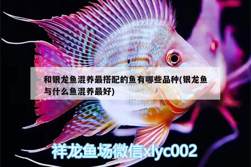 和銀龍魚(yú)混養(yǎng)最搭配的魚(yú)有哪些品種(銀龍魚(yú)與什么魚(yú)混養(yǎng)最好)