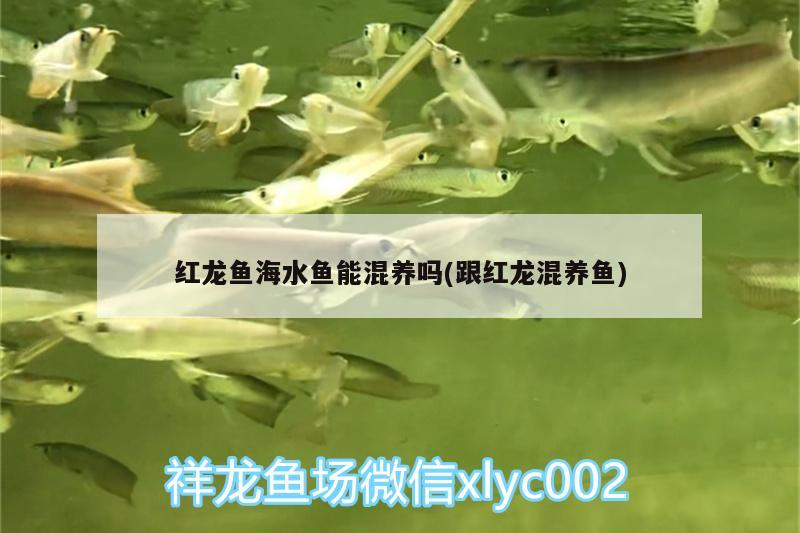 紅龍魚海水魚能混養(yǎng)嗎(跟紅龍混養(yǎng)魚) 海水魚