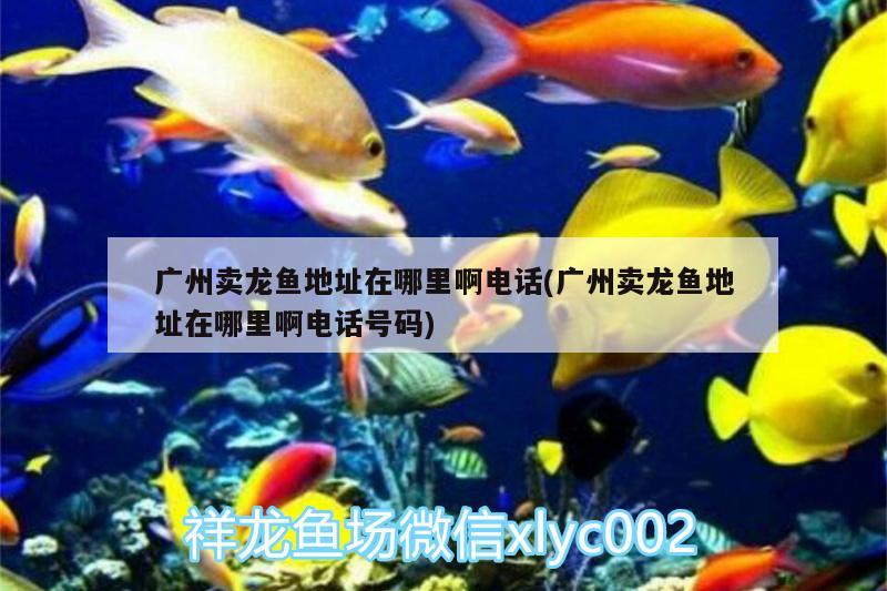 廣州賣龍魚地址在哪里啊電話(廣州賣龍魚地址在哪里啊電話號碼)