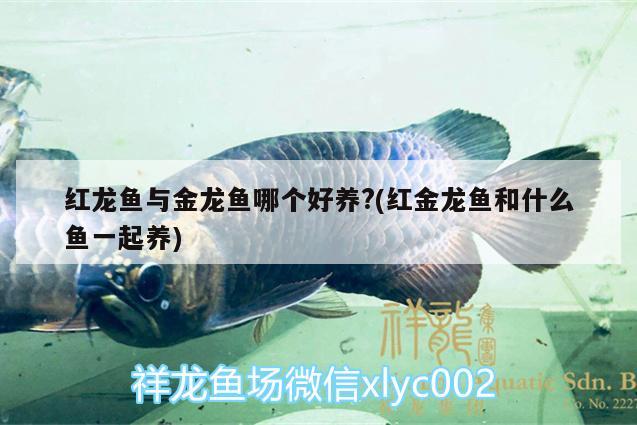 六角恐龍魚不吃食咋辦（六角恐龍魚一直不吃東西怎么辦） 黃金斑馬魚