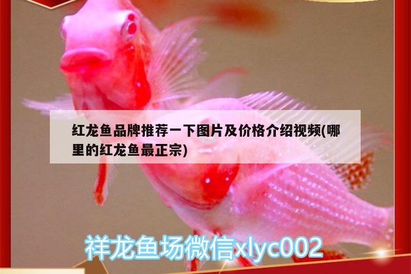 紅龍魚品牌推薦一下圖片及價(jià)格介紹視頻(哪里的紅龍魚最正宗) 薩伊藍(lán)魚