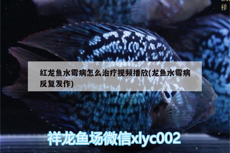 紅龍魚(yú)水霉病怎么治療視頻播放(龍魚(yú)水霉病反復(fù)發(fā)作) 女王大帆魚(yú)苗