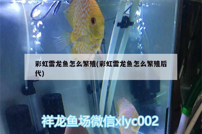 彩虹雷龍魚怎么繁殖(彩虹雷龍魚怎么繁殖后代) 帝王血鉆魚