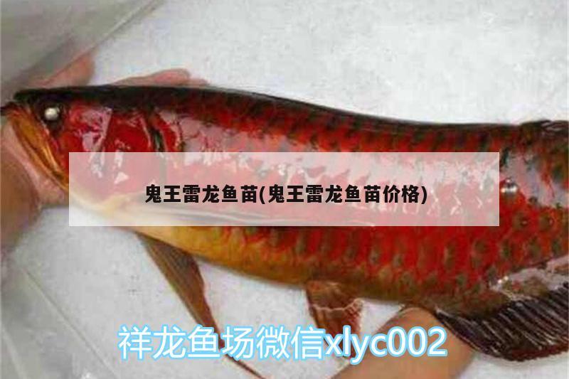 鬼王雷龍魚(yú)苗(鬼王雷龍魚(yú)苗價(jià)格)