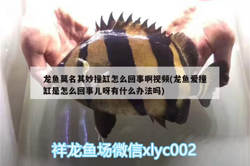 龍魚(yú)莫名其妙撞缸怎么回事啊視頻(龍魚(yú)愛(ài)撞缸是怎么回事兒呀有什么辦法嗎) 魚(yú)缸百科