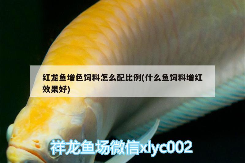 紅龍魚增色飼料怎么配比例(什么魚飼料增紅效果好) 羽毛刀魚苗 第3張