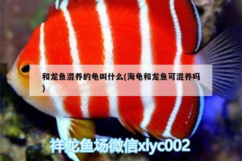 和龍魚混養(yǎng)的龜叫什么(海龜和龍魚可混養(yǎng)嗎) 烏龜