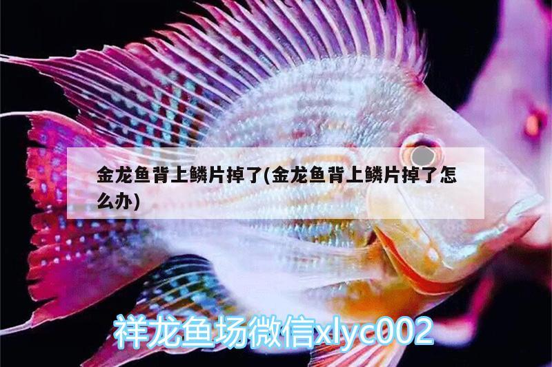 金龍魚背上鱗片掉了(金龍魚背上鱗片掉了怎么辦)