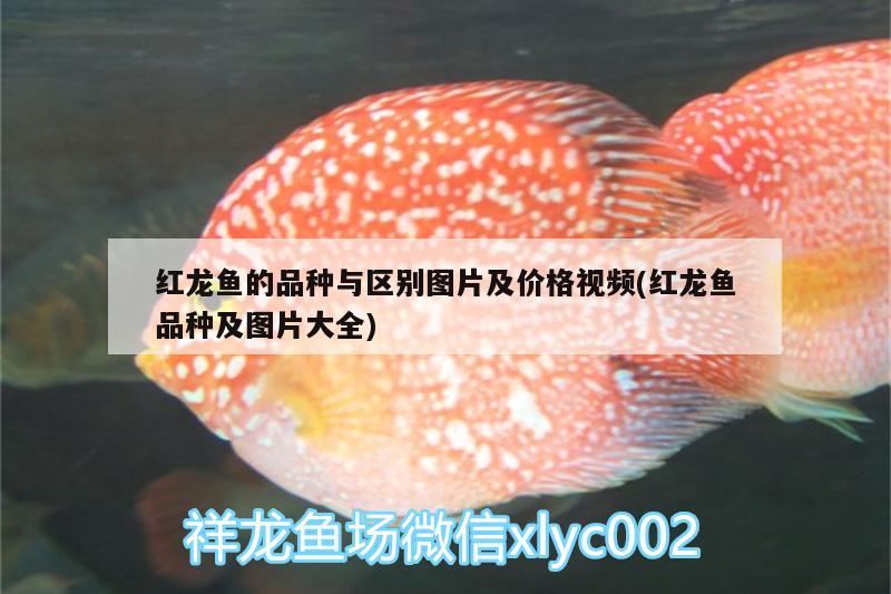 紅龍魚的品種與區(qū)別圖片及價格視頻(紅龍魚品種及圖片大全)