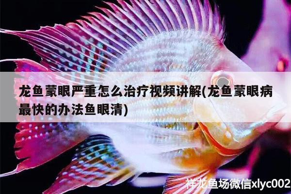 龍魚蒙眼嚴(yán)重怎么治療視頻講解(龍魚蒙眼病最快的辦法魚眼清)