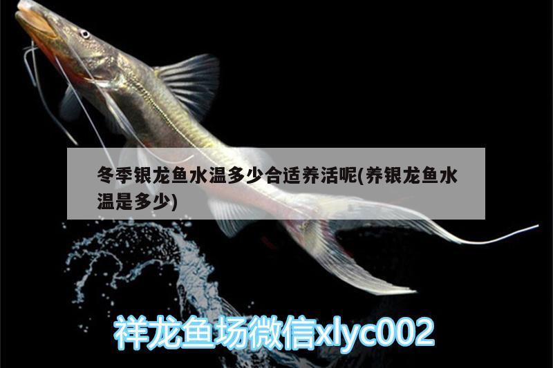 冬季銀龍魚水溫多少合適養(yǎng)活呢(養(yǎng)銀龍魚水溫是多少) 銀龍魚