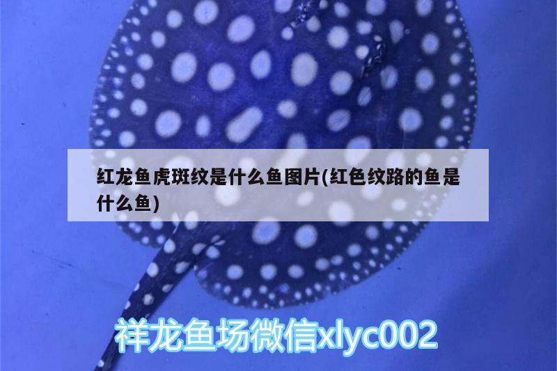 魚缸沙子怎么鋪平（魚缸沙子怎么鋪平視頻） 水族主題相關(guān)