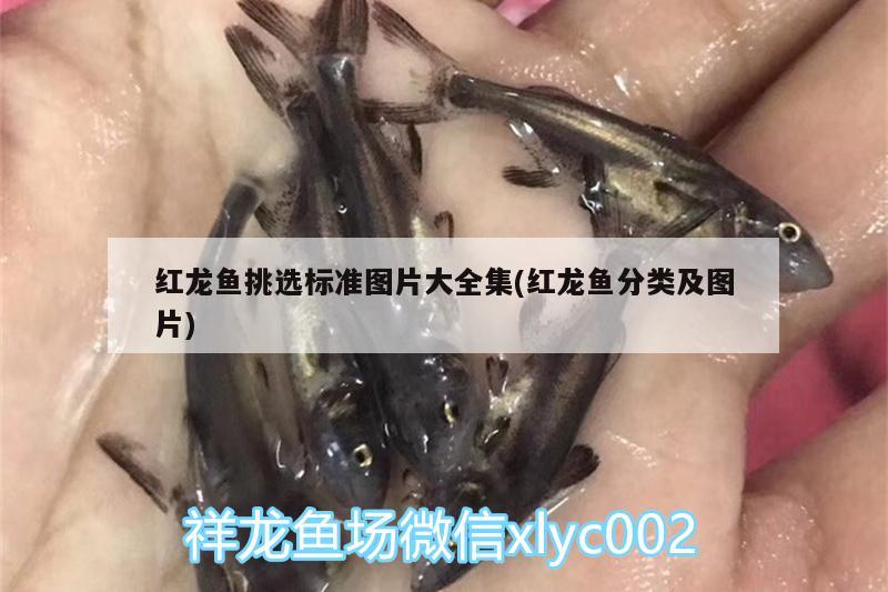 紅龍魚挑選標準圖片大全集(紅龍魚分類及圖片)