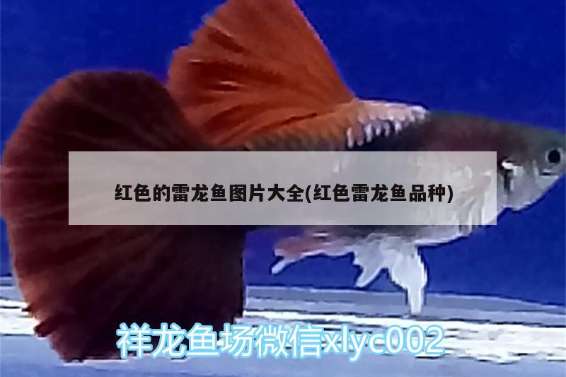 紅色的雷龍魚圖片大全(紅色雷龍魚品種) 白子紅龍魚