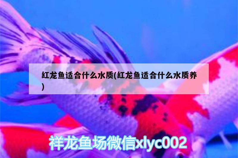 紅龍魚適合什么水質(zhì)(紅龍魚適合什么水質(zhì)養(yǎng)) 青龍魚