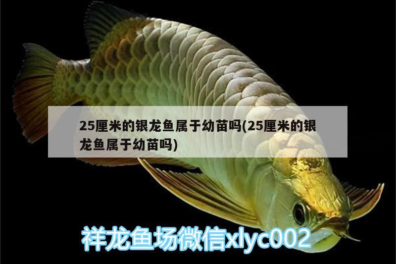 25厘米的銀龍魚屬于幼苗嗎(25厘米的銀龍魚屬于幼苗嗎) 銀龍魚百科