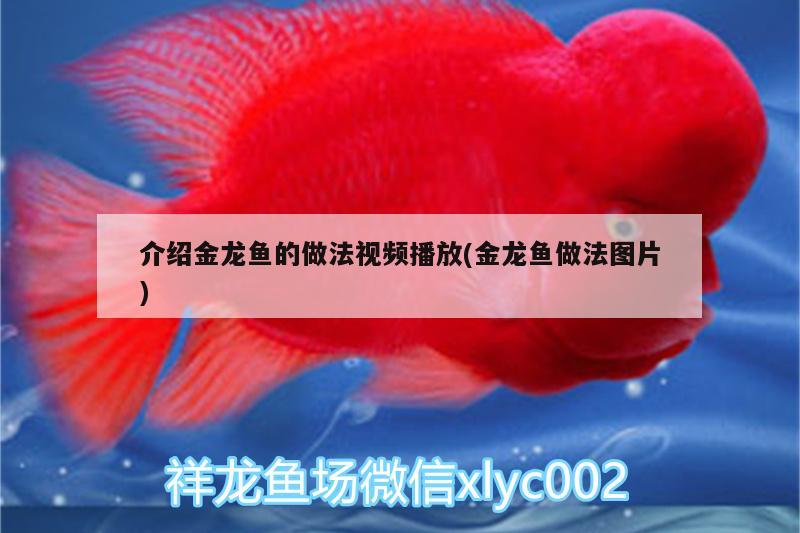 介紹金龍魚的做法視頻播放(金龍魚做法圖片) 黑白雙星魚