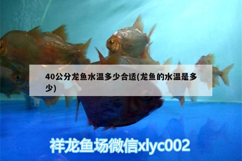 40公分龍魚水溫多少合適(龍魚的水溫是多少) 觀賞魚市場（混養(yǎng)魚）