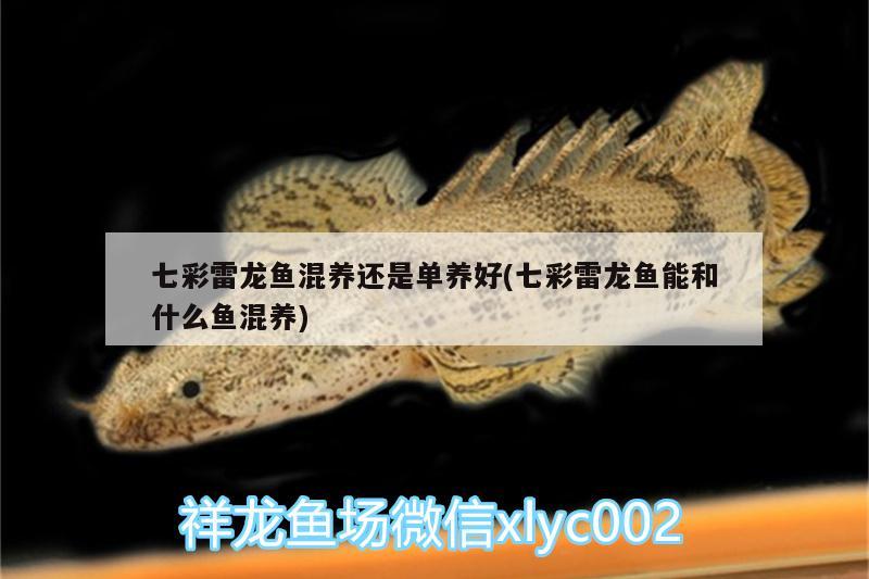 七彩雷龍魚混養(yǎng)還是單養(yǎng)好(七彩雷龍魚能和什么魚混養(yǎng))